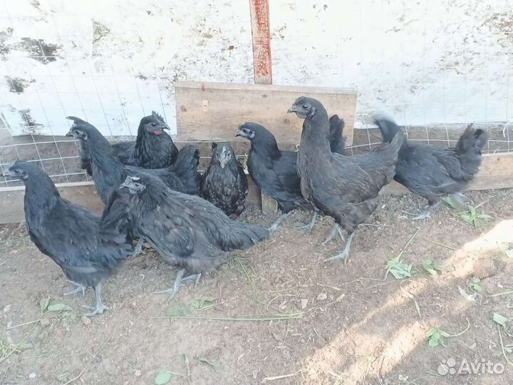 Молодки Ухейилюй