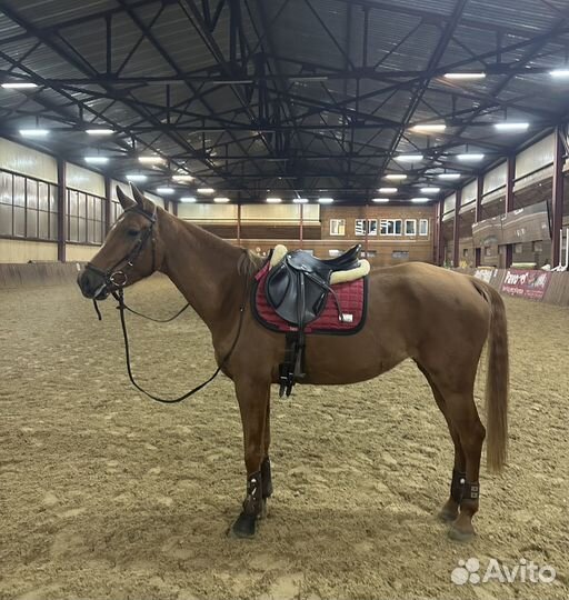 Седло конкурное гермида