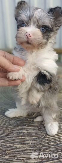 Йоркширский терьер вязка