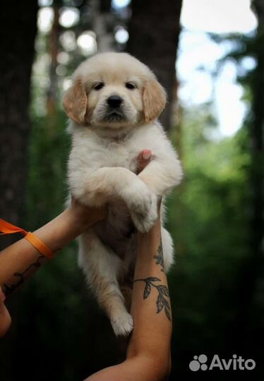 Золотистый ретривер