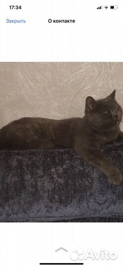Британская кошка