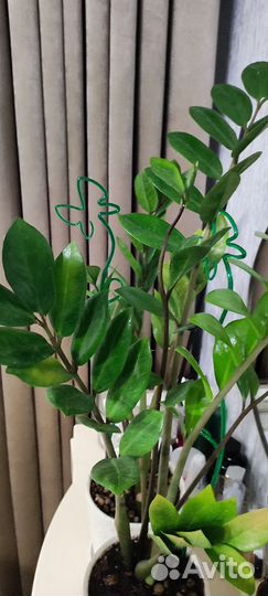 Замиокулькас