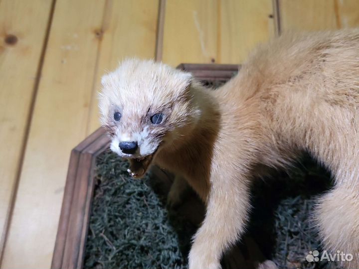 Чучело колонок животное