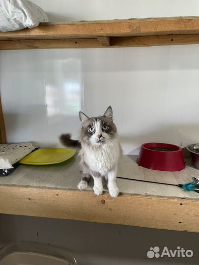 Голубоглазый кот из приюта