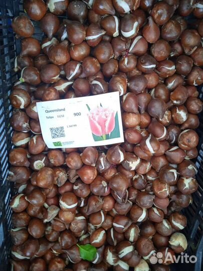 Луковицы тюльпанов