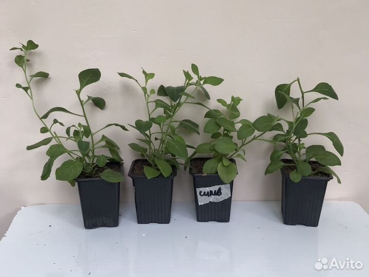 Петуния Тайдал микс три цвета