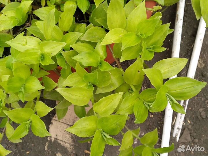 Комнатные растения номер 6