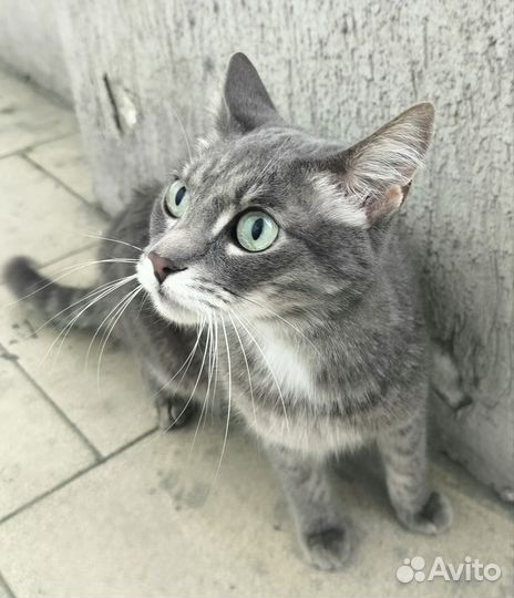 Найдена кошка