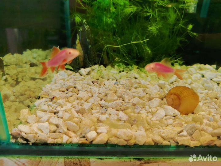 Золотая рыбка (Оранда) красная шапочка