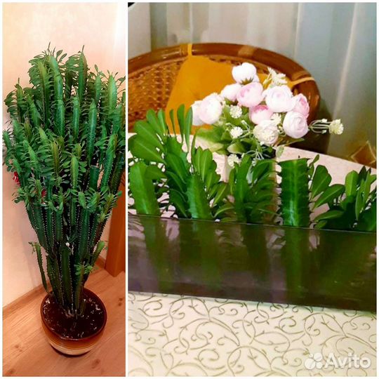 Комнатные цветы