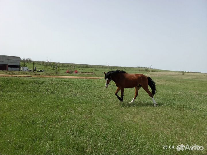 Продаётся жеребец