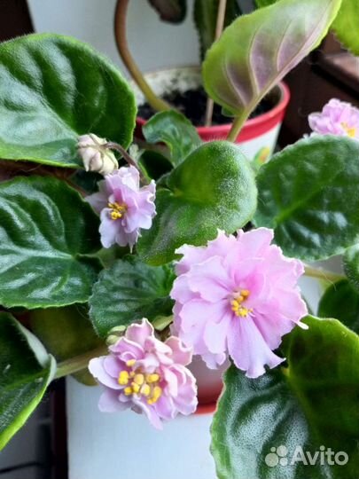 На обмен фиалки