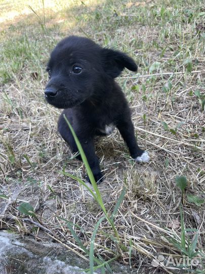 Щенок в добрые руки бесплатно мальчик