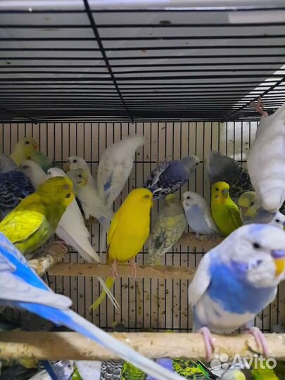 Волнистые попугаи