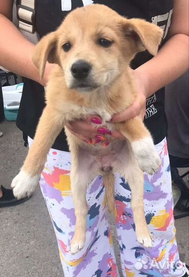 Две девочки для охраны