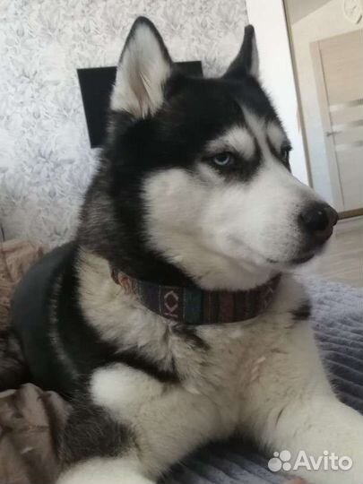 Хаски в добрые руки