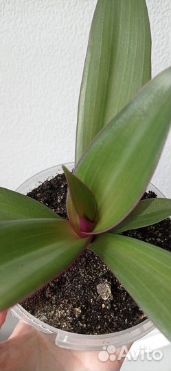 Традесканция рео в горшке 0.3 л