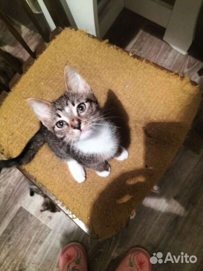 Отдам котенка