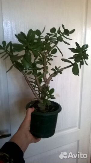 Крассула (толстянка) Денежное дерево