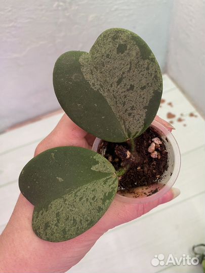 Хойи kerrii керри