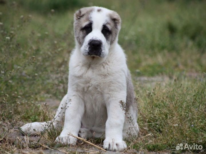 Щенки алабая