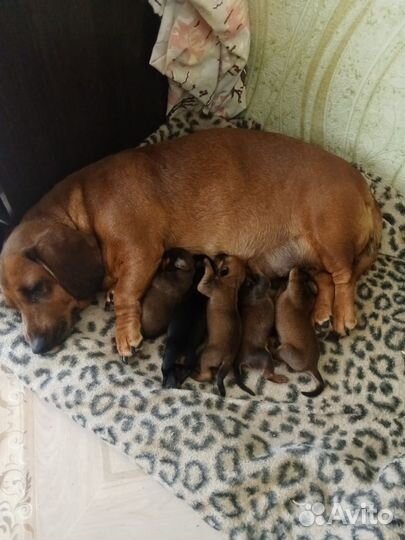 Щенки метисы