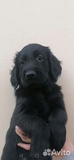 Прямошерстный ретривер