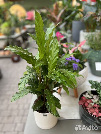 Калатея разные сорта