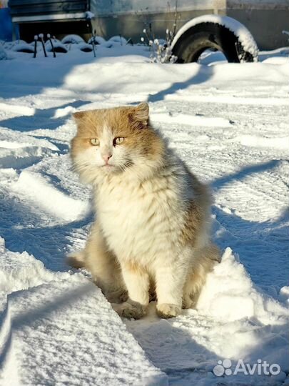 Котик Рыжик