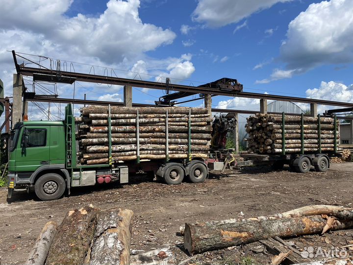 Лес кругляк береза