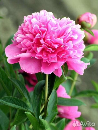 Пион розовый, лилейник, ромашка саженец