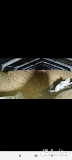 Зерно пшеница