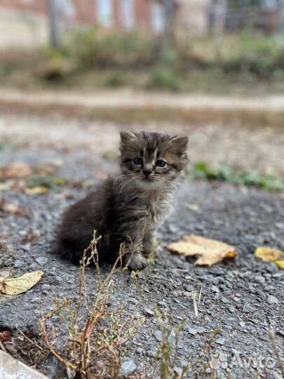 Котята бесплатно