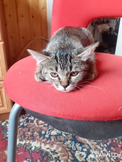 Котенок девочка бесплатно