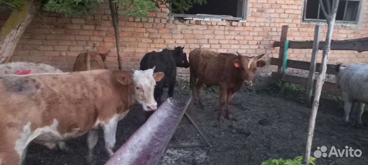 Быки герефорд сементалы доставка