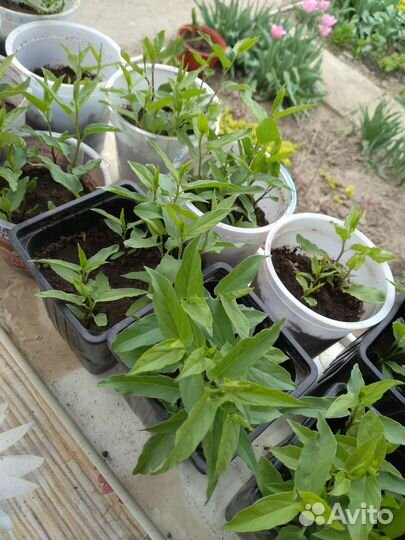 Калистегия махровая