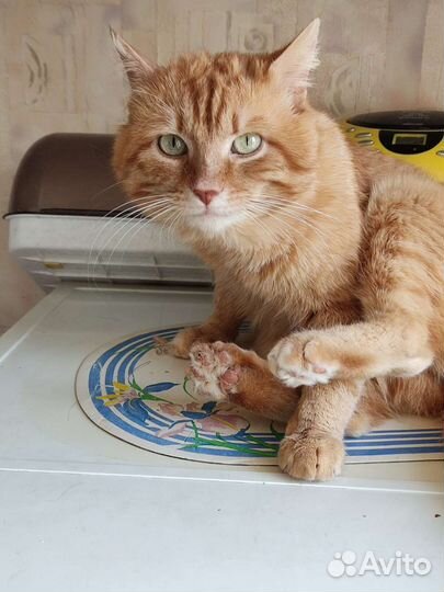 Молодой котик ищет дом