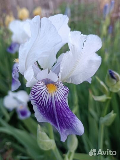 Ирис, сколка