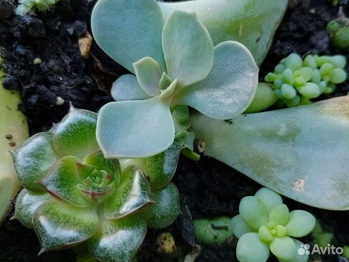 Суккуленты, седум буррито