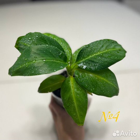 Банановая пальма