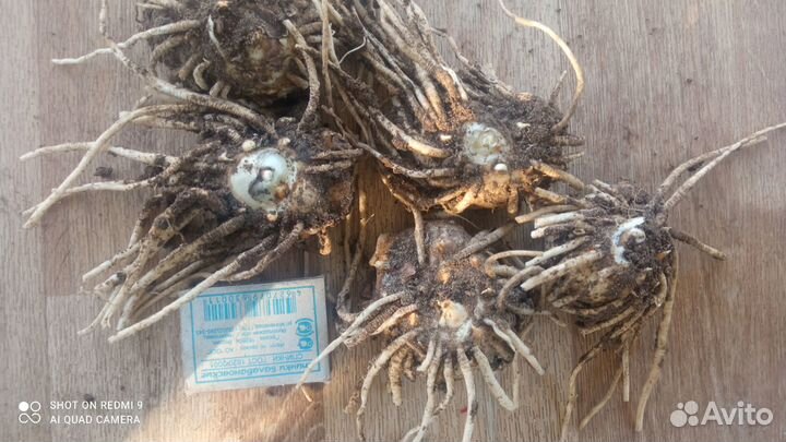 Калла клубни