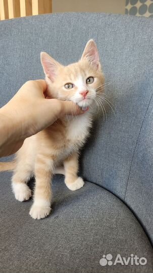 Котенок в ответственные руки