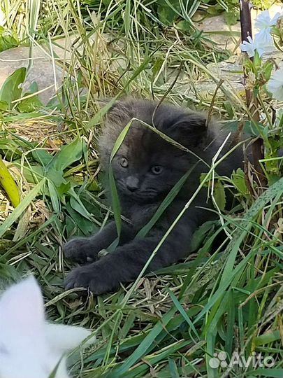 Котенок в добрые руки бесплатно