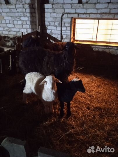 Овцы бараны