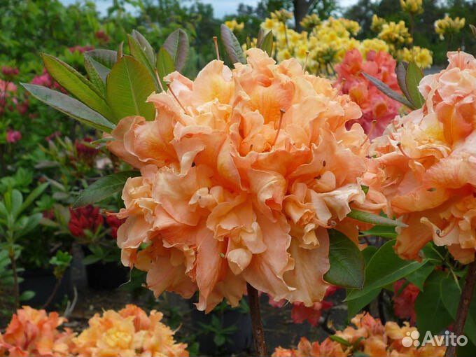 Азалия(родендрон)гибридный Нэп Хилл