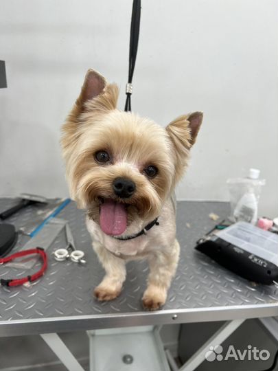 Модель на груминг