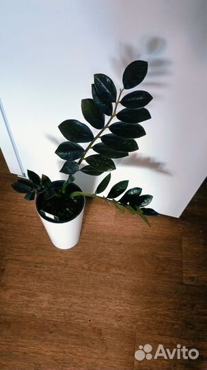 Замиакулькас чёрный равен