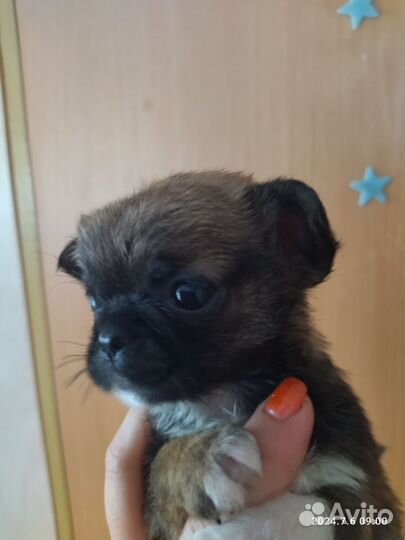 Щенок маленькой собачки