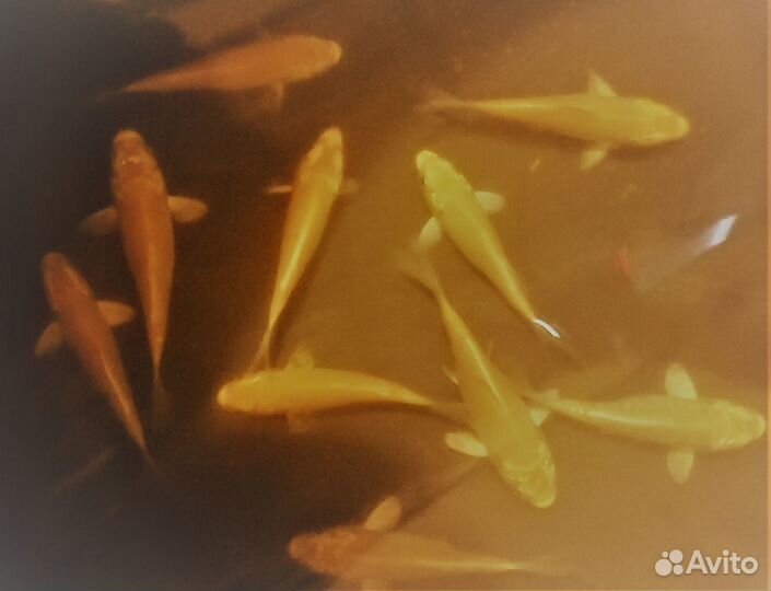 Кометы 5-7см. Карпы Кои 4-18см. Корм для карпов