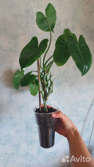 Филодендрон бурле маркс